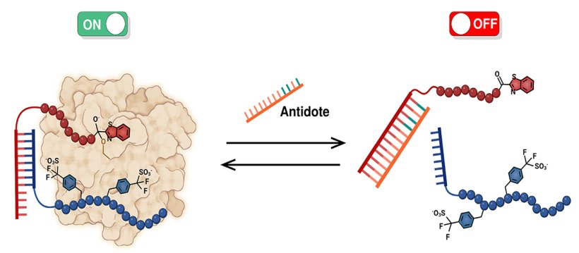 The image illustrate the combined action of two molecules cooperating to...