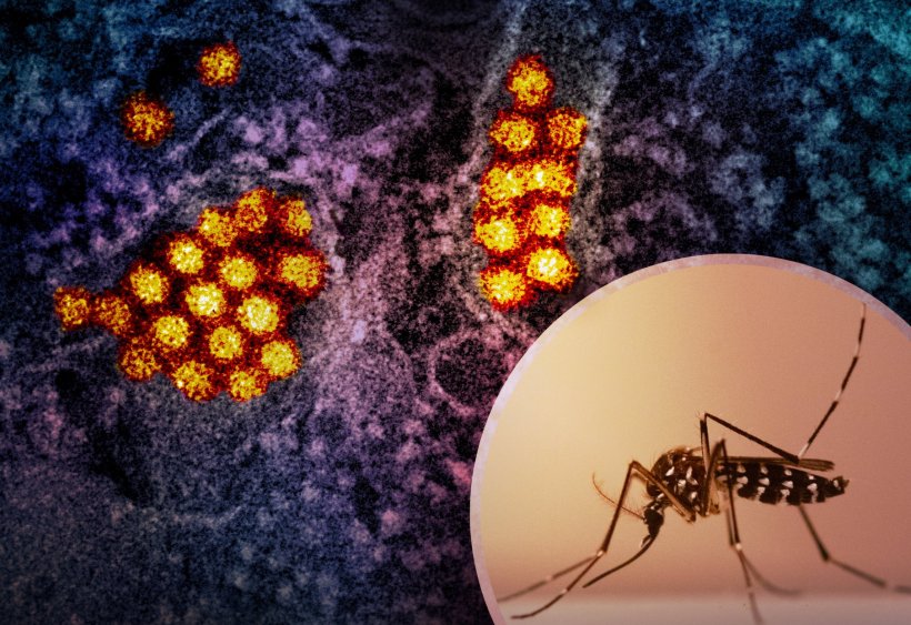 Collage of an aedes mosquito and dengue virus particles